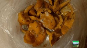 31 октября. Лисички