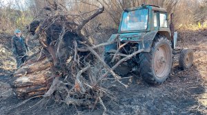 Еле взял гигантский пень на МТЗ-80, порвал все тросы!..