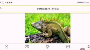 Самая необычная ящерица для домашнего содержания