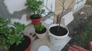 ОСЕННИЕ РАБОТЫ! СПАСАЮ ЦВЕТЫ!