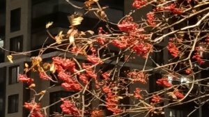 Бабьего лета танец.  альбом,, Осенний 🍂 лист,, ( стихи, исполнение автора)