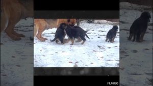 Немцы д. р 27 августа 2025г