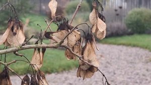 наш осенний сад