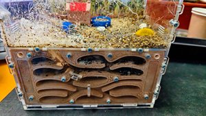 Уборка в формикарии — муравьи в шоке