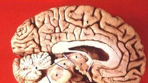 Неужели это все может мой мозг