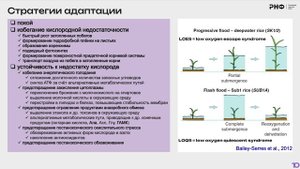 Исследование стратегий адаптации растений к недостатку кислорода на основе омиксных технологий
