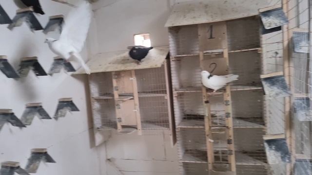 Потихоньку готовимся к зиме. смотреть онлайн