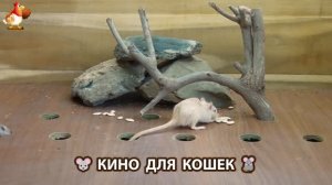 Видео для кошек про крысок развлекать питомцев 🐭🐀😂 (361)