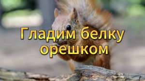 «Гладим белку орешком: первый опыт общения с дикой красавицей»