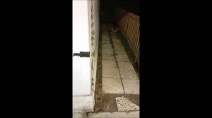 Собака. Том