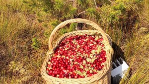 За клюквой на Волгобалт. Сентябрь 2025