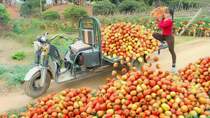 Собираю помидоры, везу их на трицикле продавать на сельском рынке. Жизнь во Вьетнаме