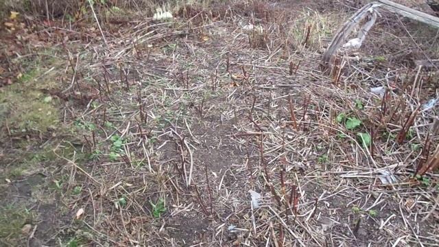 КАК ОБРЕЗАТЬ ЕЖЕВИКУ НА ЗИМУ