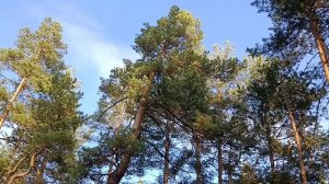 Лес/следы зверей/серушки - зеленушки/последние дни октября