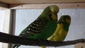 Размножение чехов, первые яйца.