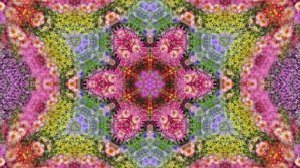 Видеофоны!!! Видеофон Осенний вальс Хризантем!!!