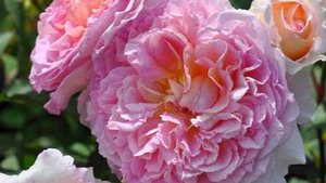 Träumerei- красота в глазах ребенка. Японская роза Такинори Кимуро  Ориентис ПРогрессия 2020 г.