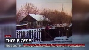 Незваный гость: тигр в районе имени Лазо. Новости. 31/10/2025. GuberniaTV