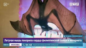 Летучая мышь покорила сердца филиппинской семьи и интернета