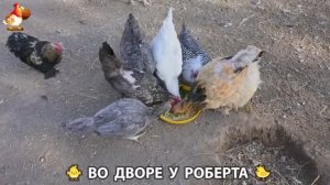 Содержание кур в домашних условиях и других птиц во дворе у Роберта 🐣🐤🦆🐔🪿🦃 (319)