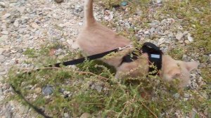 Демурзель и растения 🤩