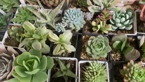 Выставка цветов г.Воронеж 25.10.25г. Суккуленты.#суккуленты #succulents #суккулент #succulent #цветы