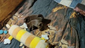 #СКИДКИ до 09.11.25 #купитьчихуахуапродаю +79215950848 Ася, Аполлон, Астория в резерве