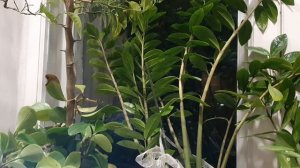 Скамья под сиренью