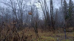 Ловля птиц 31.10.25.