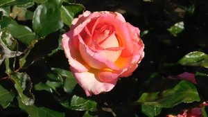 22..10..2025  тэц  ПВН MP4   (356)