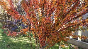 Осень. Подготовка газона к зиме.