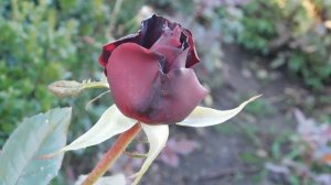 22..10..2025  тэц  ПВН MP4   (309)