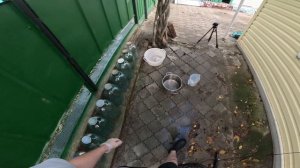 Виноград для домашнего вина (часть 2)