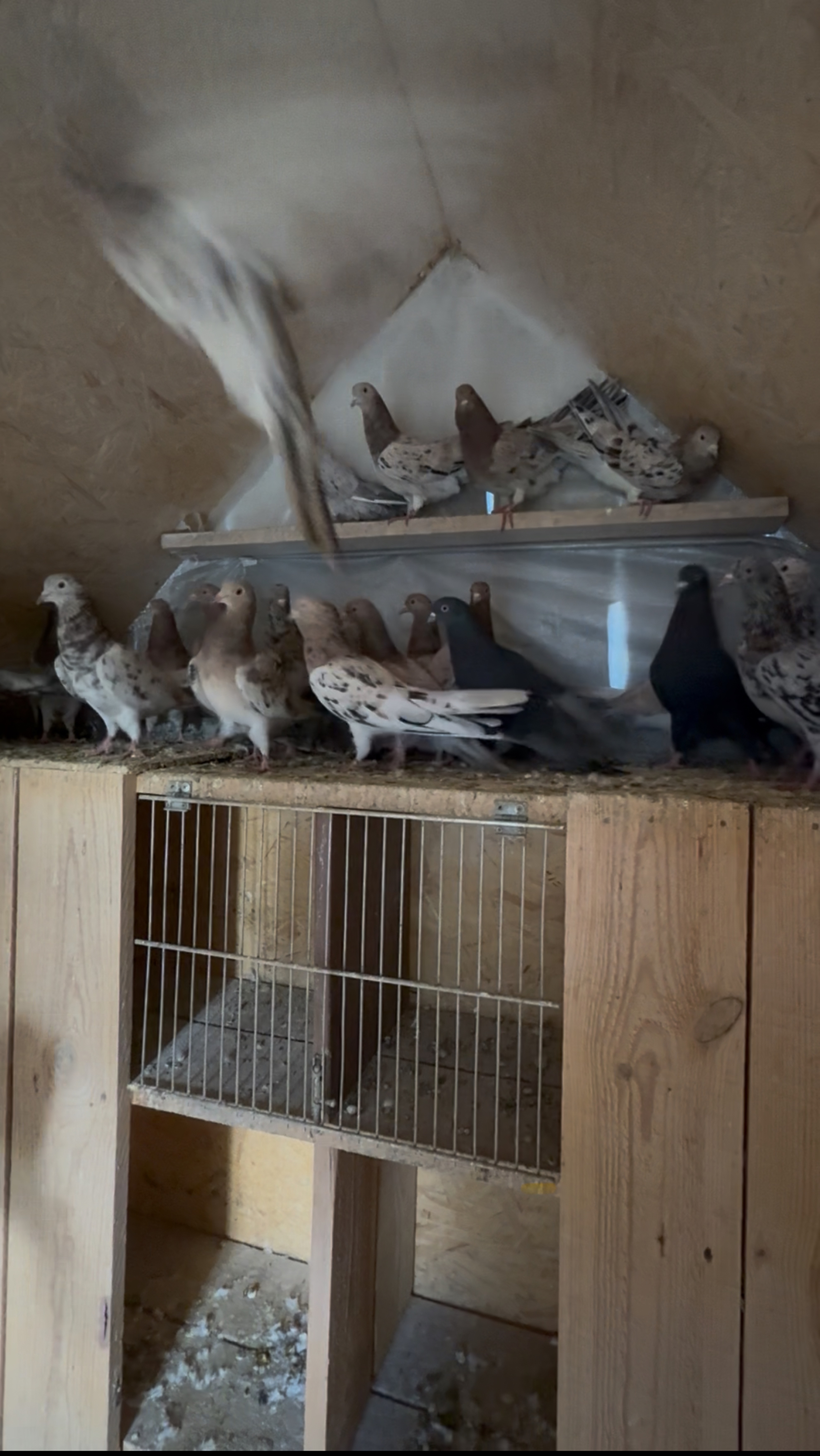 Самки Мраморные Бакинские Голуби смотреть онлайн