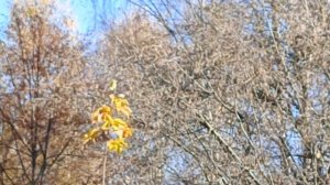 Последний день октября подарил солнечную погоду