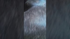 🫠БЭЛЛА🫠 ОТДЫХАЕТ🤫