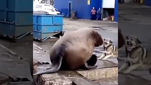 Видео от МЯУтаверс – как метавселенная, но с котами