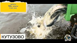 Зарыбление 150кг форели в вип зону