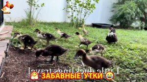 Забавные утки мускусные и пекинские на свободном выгуле со своими друзьями ч.(270) ❣️🤗😂