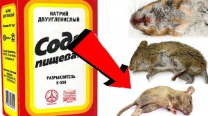 Как избавиться от мышей За 3 Секунды