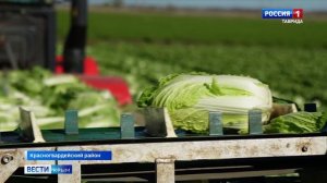Крымские аграрии приступили к уборке пекинской капусты