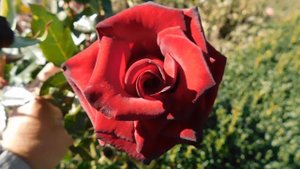 22..10..2025  тэц  ПВН MP4   (296)