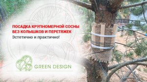Посадка крупномерной сосны без колышков и перетяжек
