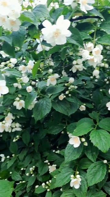 Жасмин цветёт 🌸