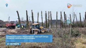 Из деревни Никитское в Клину вывезли порубочные остатки