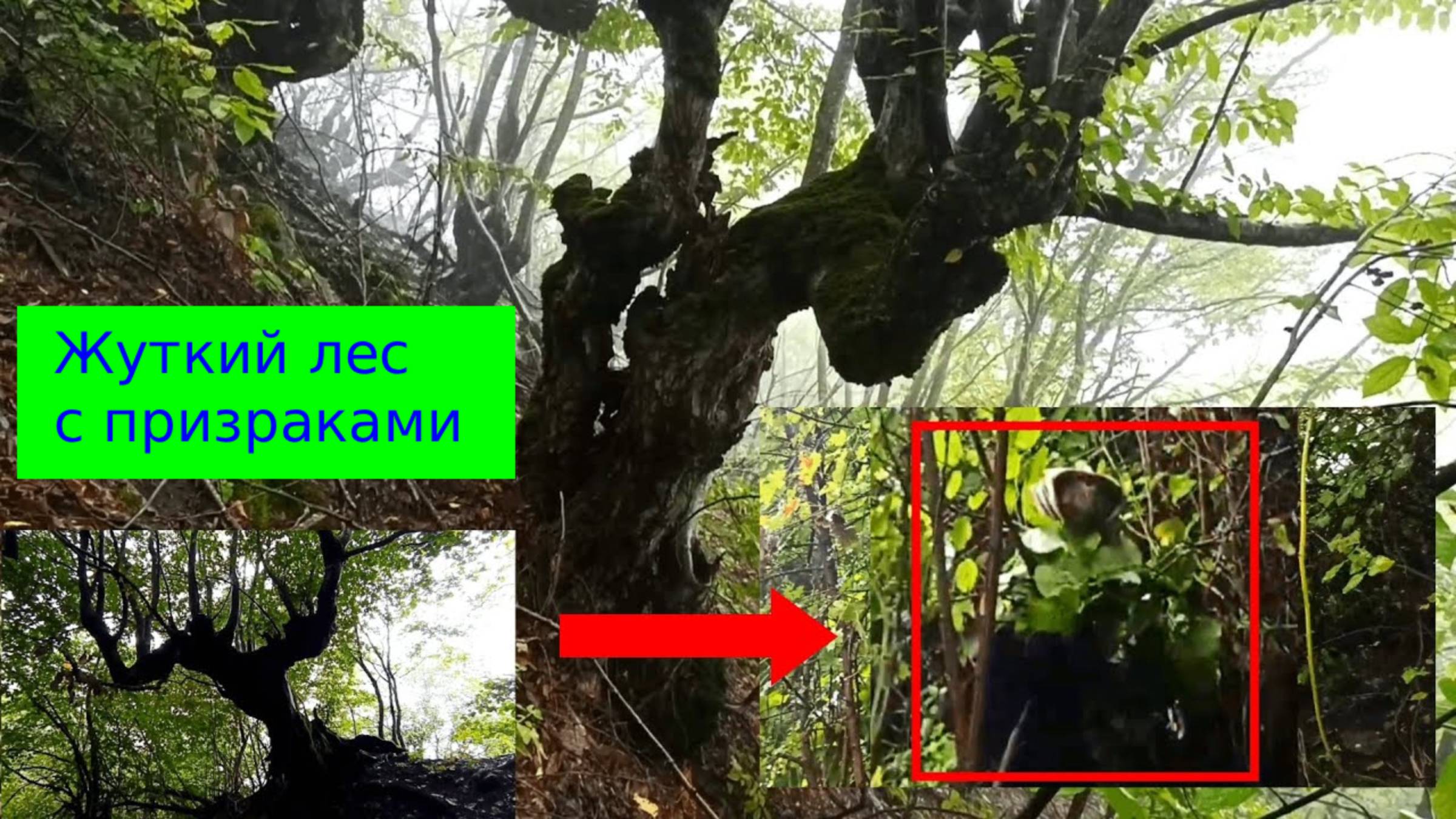 Путешествие по жуткому лесу с призраками и мистическими существами смотреть онлайн