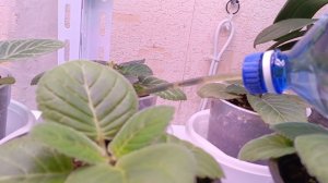 Утро начинается с полива глоксиний 🤗красотки растут и хотят пить водичку, как я поливаю свои глокси