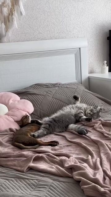 Стерпится, слюбится 😺