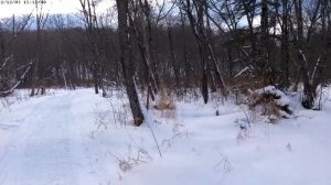 Смирных прогулка по зимнему лесу.