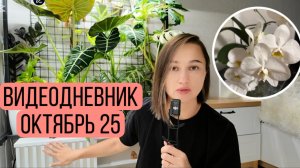 Мои цветочные, и не только, хлопоты в октябре 2025